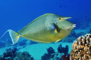 2018 September Highlights Collection: Bluespine unicornfish (Naso unicornis) Shark Reef to Jolande, Ras Mohammed National Park