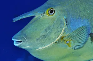 Bluespine unicornfish (Naso unicornis) Shark Reef to Jolande, Ras Mohammed National Park
