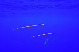 Delphinidae Prints: Two Bluespotted cornetfish (Fistularia commersonii) juveniles