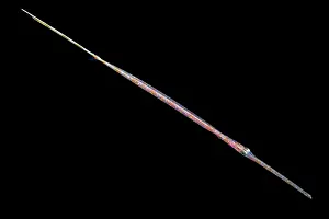 Plankton Prints: Bluespotted cornetfish (Fistularia commersonii) larvae swimming in open sea at night