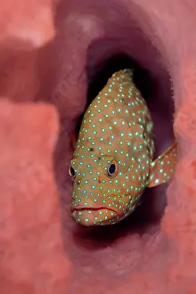 Serranidae Prints: Bluespotted grouper (Cephalopholis cyanostigma) peering out from inside a Barrel sponge (Xestospongia sp)