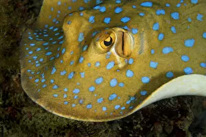 Bluespotted ribbontail ray (Taeniura lymma) searching for food over the coral reef at night, Triton Bay, West Papua