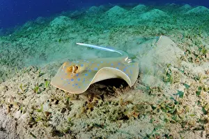 Rays Prints: Bluespotted ribbontail ray (Taeniura lymma) on seagrass bed