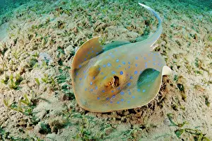 Rays Prints: Bluespotted ribbontail ray (Taeniura lymma) on seagrass bed