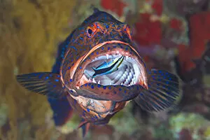 Catalogue13 Gallery: Bluestreak cleaner wrasse (Labroides dimidiatus) cleans among the sharp teeth of a