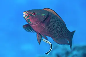Scaridae Prints: Bluestreak cleaner wrasse (Labroides dimidiatus) attending to a Dusky parrotfish (Scarus niger) on a coral reef