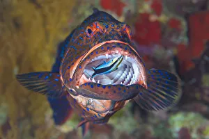 bluestreak cleaner wrasse labroides dimidiatus cleans sharp teeth Trending Item 5
