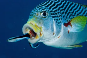 Perca Lineata Prints: Bluestreak cleaner wrasse (Labroides dimidiatus) just swimming out of mouth of Oblique