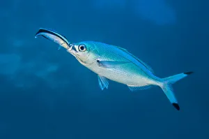 Sea Life Prints: Bluestreak cleaner wrasse (Labroides dimidiatus) sticking its head into the mouth