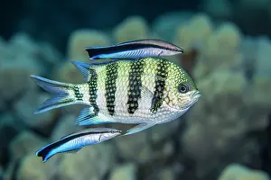 Dameselfishes Prints: Two Bluestreak cleaner wrasses (Labroides dimidiatus) swimming alongside a Scissortail sergeant (Abudefduf sexfasciatus)