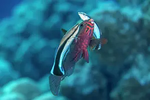 Scaridae Prints: Two Bluestreak cleaner wrasses (Labroides dimidiatus) swimming alongside a Dusky parrotfish (Scarus niger)