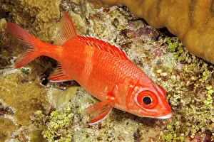 Beryciformes Prints: Bluestripe squirrelfish (Sargocentron tiere) portrait, Guam, Micronesia, Pacific Ocean