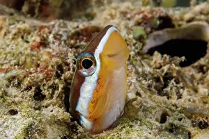 Blenniidae Prints: Bluestriped fangblenny (Plagiotremus rhinorhynchos) peeking out of its hole in the reef