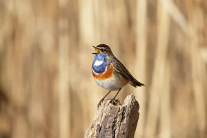 Luscinia Prints: Bluethroat (Luscinia svecica cyanecula) male