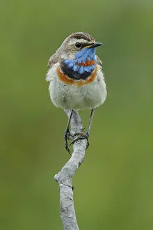 Luscinia Prints: Bluethroat (Luscinia svecica) male, perched on branch, Varanger, Norway. July