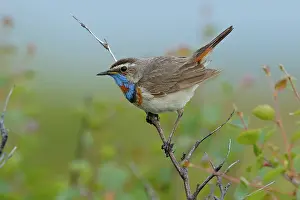 Luscinia Prints: Bluethroat (Luscinia svecica) male, perched on branch, Varanger, Norway. July
