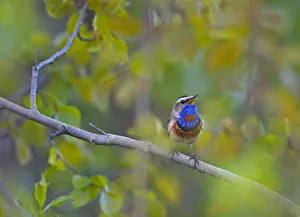 Alert Gallery: Bluethroat (Luscinia svecica) male singing, Sinirinta, Kuusamo, Finland, June