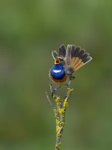 Chat Thrush Prints: Bluethroat (Luscinia svecica) singing on a branch Vendee, France, May
