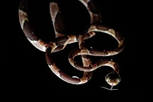 Colubridae Prints: Blunt-headed treesnake (Imantodes cenchoa) hanging from tree at night