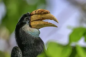 Bucerotiformes Prints: Blyth's hornbill (Rhyticeros plicatus) head portrait