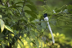 September 2021 Highlights Gallery: Blyths paradise flycatcher (Terpsiphone affinis) male calling, Sabah