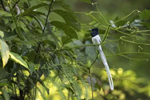 Borneo Prints: Blyths paradise flycatcher (Terpsiphone affinis) male calling, Sabah