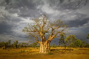 Bad Weather Gallery: Boab or Australian Baobab tree (Adansonia gregorii), Western Australia