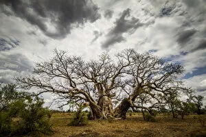 Bad Weather Gallery: Boab or Australian Baobab trees (Adansonia gregorii) with clouds, Western Australia