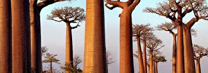 Images Dated 31st October 2009: Boabab trees {Adansonia grandidieri} in evening light