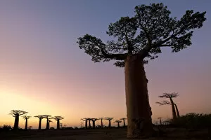 Adansonia Grandidieri Gallery: Boabab trees {Adansonia grandidieri} silhouetted at sunset. Morondava, Madagascar