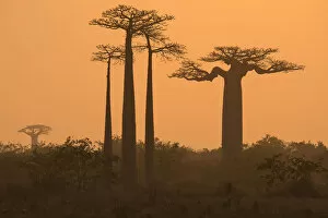 Adansonia Grandidieri Gallery: Boababs (Adansonia grandidieri) silhouetted at dawn, Allee des Baobabs / Avenue of the Baobabs