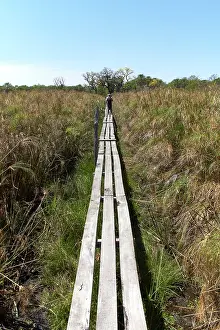 Path Prints: Boardwalk footpath through grassland habitat