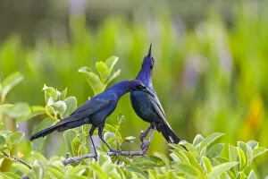 Boat-tailed grackle pair (Quiscalus major) in courtship display