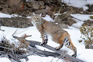 Side View Gallery: Bobcat (Lynx rufus) standing on branch in snow. Madison River Valley, Yellowstone National Park