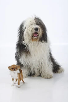 Images Dated 13th March 2009: Bobtail / Old English Sheepdog, sitting alongside a longhaired Chihuahua, tan