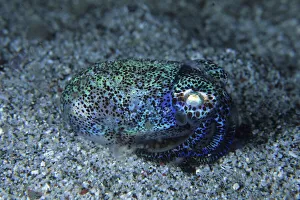 Iridescent Collection: Bobtail squid (Heteroteuthis hawaiiensis) on the seabed, Komodo National Park, Indonesia