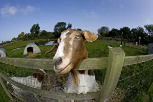 Agriculture Gallery: Boer domestic goat (Capra hircus) waiting to be fed, Norfolk, UK, September