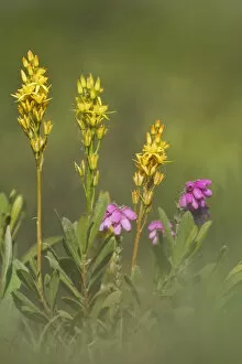 Bog Asphodel (Narthecium ossifragum) and Cross-leaved Heath (Erica tetralix) in flower