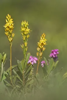 Heather Prints: Bog Asphodel (Narthecium ossifragum) and Cross-leaved Heath (Erica tetralix) in flower
