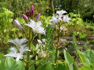 Asterales Prints: Bog bean (Menyanthes trifoliata) flowering in a garden pond, Wiltshire, England, UK. May