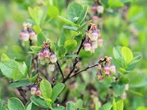 Fruit Prints: Bog bilberry (Vaccinium uliginosum) in flower, Upper Bavaria, Germany. May