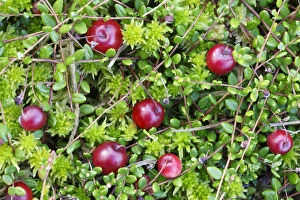 Bog cranberry (Vaccinium oxycoccos) Peak District National Park, Derbyshire, England