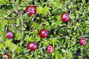 Ericaceous Prints: Bog cranberry (Vaccinium oxycoccos) Peak District National Park, Derbyshire, England