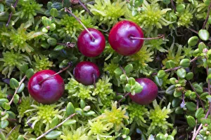 Ericales Prints: Bog cranberry (Vaccinium oxycoccos) Peak District National Park, Derbyshire, UK