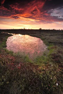 Wetlands Prints: Bog forest at sunset, Kemeri National Park, Latvia, June 2009