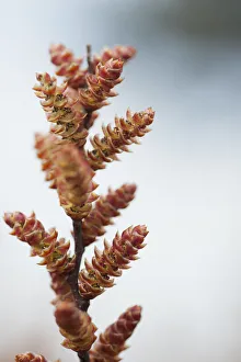 Images Dated 28th March 2011: Bog myrtle / Sweet gale (Myrica gale) flowers, Caesars Camp, Fleet, Hampshire