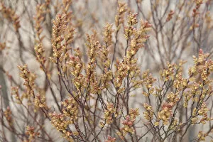 Images Dated 28th March 2011: Bog myrtle / Sweet gale (Myrica gale) flowers, Caesars Camp, Fleet, Hampshire
