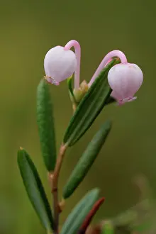 Ericales Prints: Bog rosemary (Andromeda polifolia) in flower, Saariselka, Finland. June