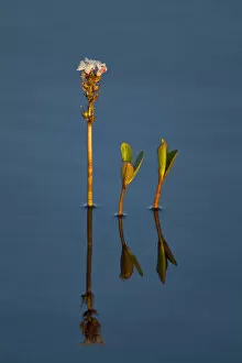 Bogbean / Buckbean (Menyanthes trifoliata) in flower in bog pool, Flow Country, Sutherland