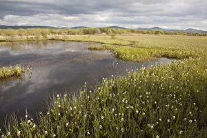 Bogs Prints: Bogbean / Buckbean (Menyanthes trifoliata) flowering in pool system. Insh Marshes